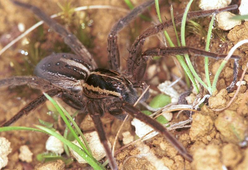 Dolomedes_minor_F2406_Z_86_HW 43 _Nieuw-Zeeland.jpg